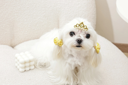 Mpets GLAM spinki i gumka - żółte kokardki i korona